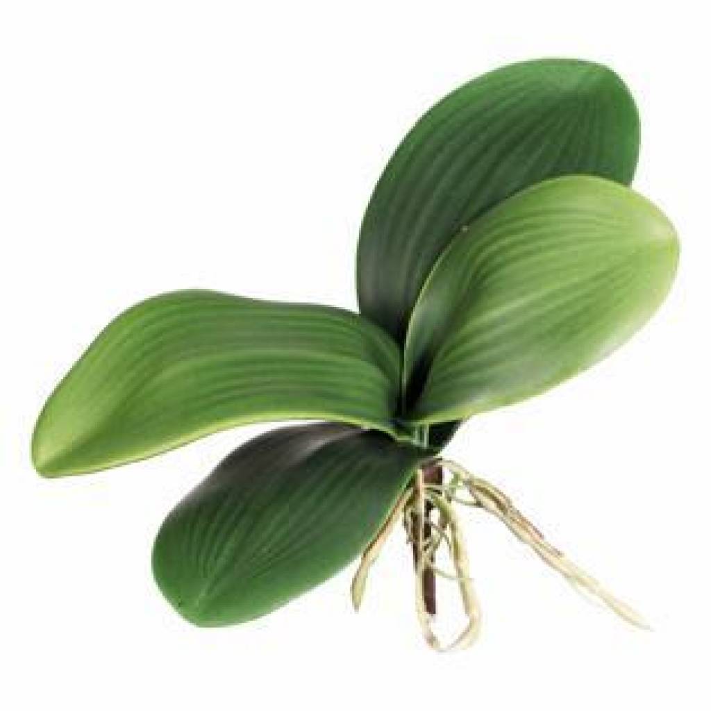 Orchideenlaub ca. 15cm, 5 Blatt